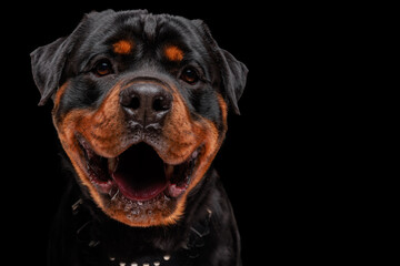 happy rottweiler dog looking forward, panting and being excited