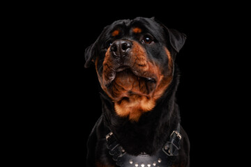 sweet rottweiler puppy with leather collar looking up