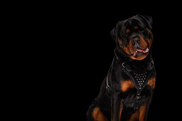 Fototapeta premium sweet rottweiler dog with leather collar sticking out tongue and panting