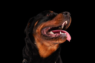 excited rottweiler dog sticking out tongue, panting and begging for food