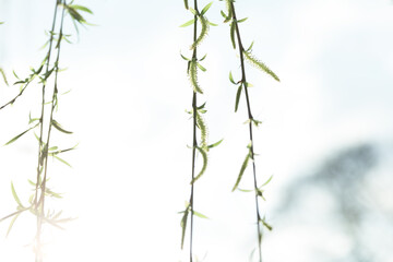 Spring