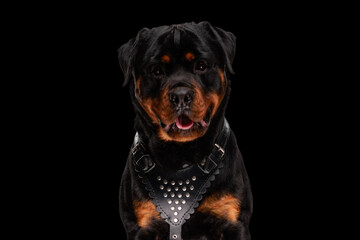 sweet rottweiler dog sticking out tongue and panting