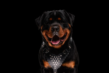 Obraz premium happy rottweiler dog with collar leather sticking out tongue and panting