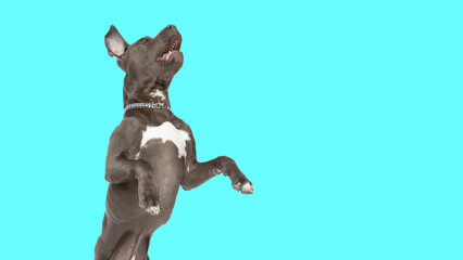 Fototapeta amstaff dog standing on hind legs and barking obraz