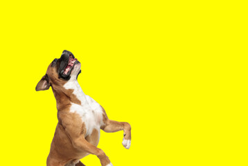 Fototapeta boxer dog standing on hind legs and panting obraz