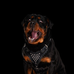 Fototapeta premium excited rottweiler dog lacking and craving food