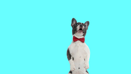 Fototapeta french bulldog dog standing on hind legs and panting obraz