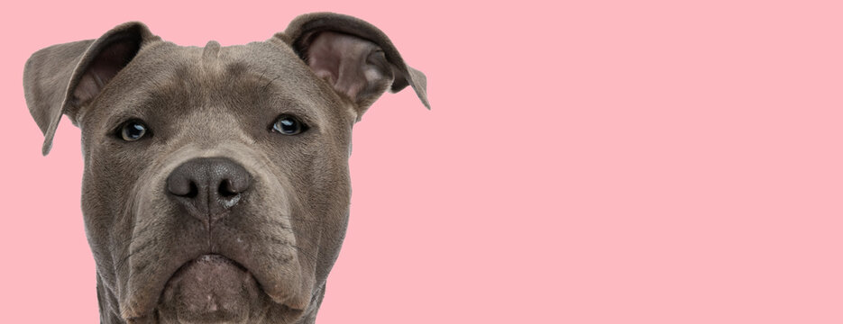 amstaff dog looking at the camera