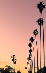 Naklejka premium Silhouette Palms