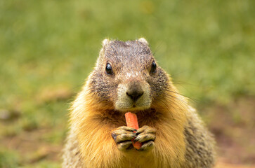 Naklejka na ściany i meble Yellow-bellied marmot eating a carrot