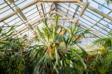 Fototapeta premium Staghorn fern in tropical greenhouse. Elkhorn fern in pot hanging over the glass roof in glasshouse. Indoor garden with Platycerium bifurcatum.