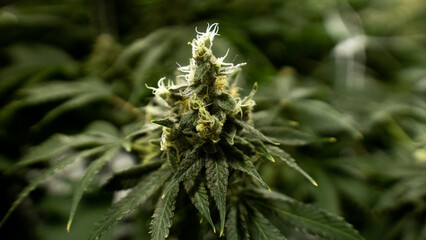 Cannabis Bud8