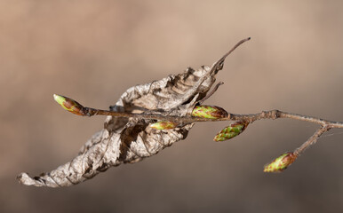 Close-up of the branch of a beech. The buds for the new leaves are already tender green. A dry old beech leaf from last year is still hanging on the branch