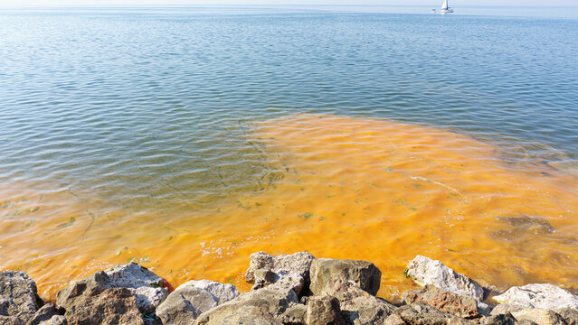 Orange planktons on blue sea.