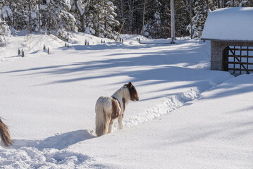 Young Gypsy Vanner horse outside in winter snow