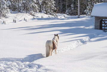 Fototapeta na wymiar Young Gypsy Vanner horse outside in winter snow
