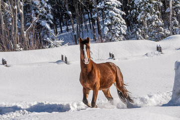 Young Gypsy Vanner horse outside in winter snow