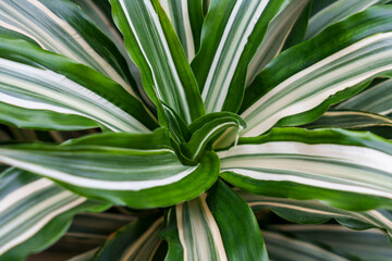 Obraz premium Leaf of a growing houseplant Dracaena Deremensis