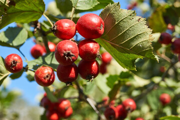 Hawthorn fruits (lat. Crataegus) – small apples ripened on the garden plot. Autumn.