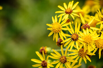 Wild Tansy Ragwort in Oregon Country Garden