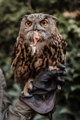 great horned owl