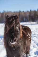 Little black pony outside in winter