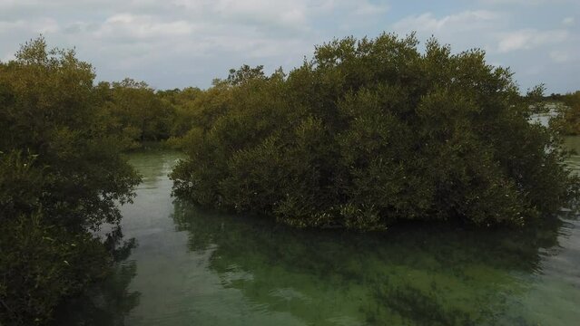 Al Jubail Mangrove park in Abu Dhabi, United Arab Emirates (UAE) - beautiful cinematic nature 