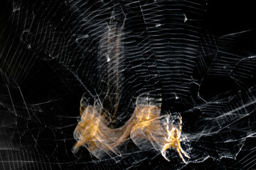 Blurred Orbweaver Spider in Web With Prey Eating Wrapping Fly - Oregon