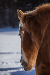 Old belgium draft horse outside in winter