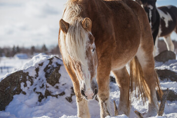 Very old belgium draft horse outside in winter