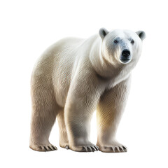 polar bear isolated on white background