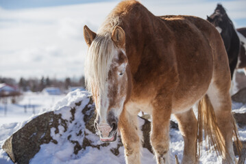 Obraz premium Very old belgium draft horse outside in winter