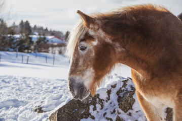 Very old belgium draft horse outside in winter