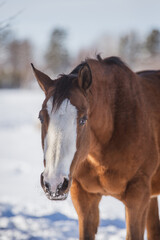 Obraz na płótnie Canvas Beautiful full face horse outside in winter