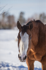 Obraz premium Beautiful full face quarter horse outside in winter