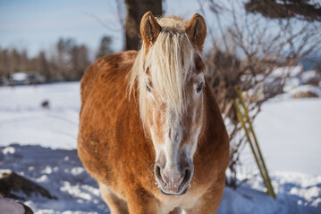 Very old belgium draft horse outside in winter