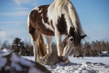 Fototapeta na wymiar Drum horse, gypsy horse outside in winter