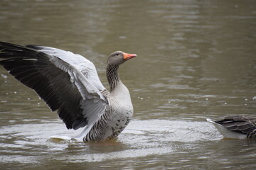 mallard soaked wet