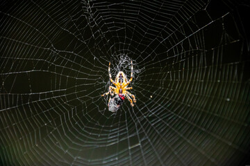 Orbweaver Spider in Web With Prey Eating Wrapping Fly - Oregon