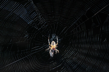 Orbweaver Spider in Web With Prey Eating Wrapping Fly - Oregon
