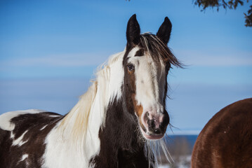 Obraz na płótnie Canvas Drum horse, gypsy horse outside in winter