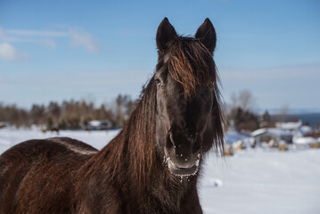 Black quarter horse outside in winter