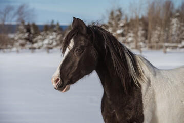 Fototapeta na wymiar Black and white arabian paint horse outside in winter