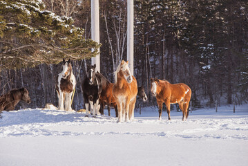 Group of horses outside in winter