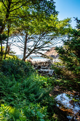 Ocean Through the Forest - Indian Beach, Ecola State Park, Oregon Coast