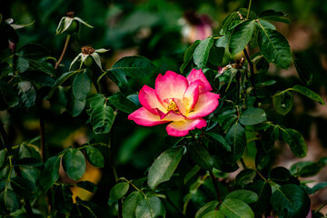Single Rose Pink White Yellow - Peninsula Park, Portland, OR