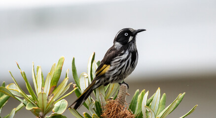New Holland honeyeater in Tasmania Australia