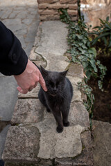 Black cat rubs hand and closes her eyes. Guy in black coat is petting a street cat. 