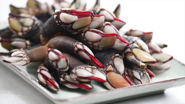 Barnacles, goose neck barnacle, percebes, gallician barnacles. Pollicipes pollicipes. Expensive delicatessen, gourmet sea food in a plate, isolated on white background