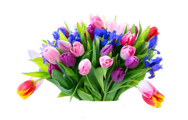 Pink and violet tulips flowers
